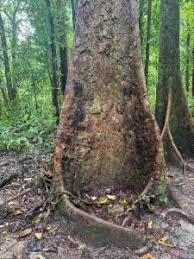 Image result for Intsia