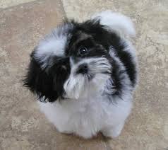These dogs have the characteristics of both parent breeds, and mixes like this are often healthier overall than many purebred puppies. Teddy Bear Puppy Breeders Top 8 Tips
