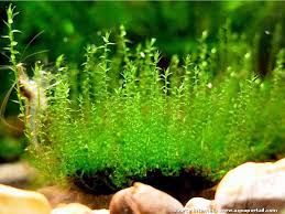 Amblystegium Serpens Nano Mousse
