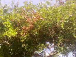 Image result for Dialium schlechteri