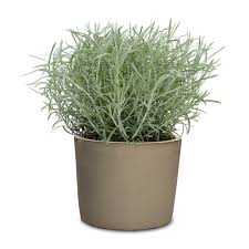 Image result for Helichrysum lastii