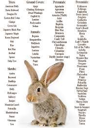 3 possible pests are the culprits leaf cutter bee. Pesky Critter Season The Suburban Garden Dirt Bunny Care Pet Bunny Rabbits Rabbit Eating