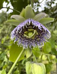 Image result for Passiflora ligularis