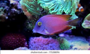 Image result for Oxyanthus strigosus