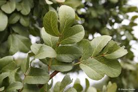 Image result for Schotia brachypetala