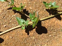 Image result for Boerhavia repens