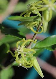 Image result for Fockea angustifolia