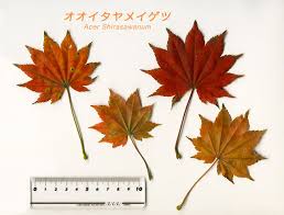 紅葉した葉のサンプル 2010年版