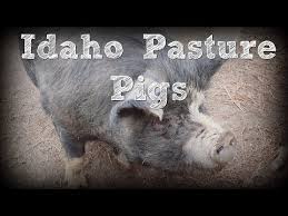 Idaho Pasture Pigs Youtube Pastured Pigs Pig Kune Kune Pigs