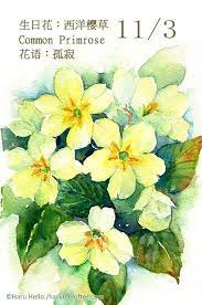 每日一花11 3 生日花 haru hello flower drawing floral watercolor watercolor flowers