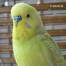Das richtige körnerfutter für wellensittiche. Wissenswertes Uber Wellensittiche Das Alter Des Wellensittichs