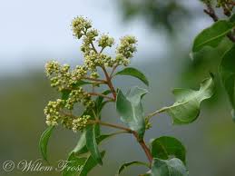 Image result for Heteropyxis natalensis