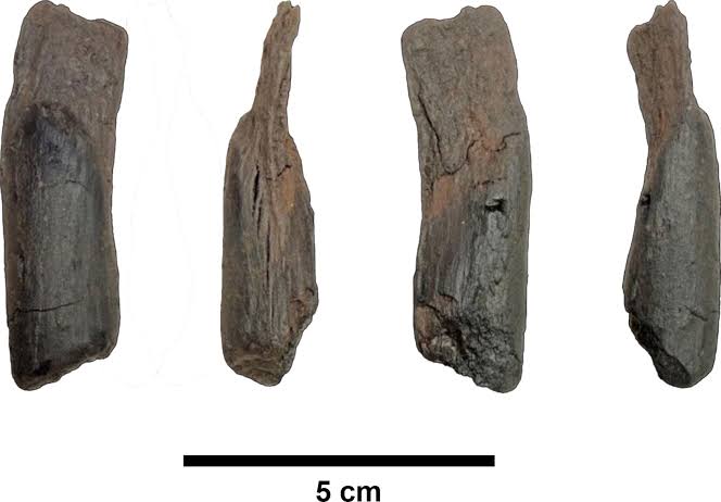 Scientists Discover 430,000-Year-Old Wooden Tools, Rewriting Human History