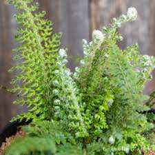 Image result for Polystichum sinense