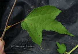 Image result for Triumfetta pentandra