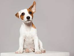 How Fast Do Puppies Grow Puppy Growth Stages Pawleaks