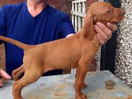 Give a home to this cute puppy. Irorszag Vizsla Irorszagkennels Twitter