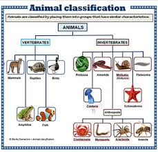 animal classification poster set