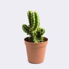 By decorating your interior with such a cactus, you can be sure that your home will take on a unique character. Cactus Indian Medical Suppliers