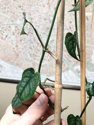 It is a unique, perennial evergreen vine that has two different types of one of the important aspects of monstera siltepecana care is providing suitable light exposure. Monstera Siltepecana Care 5 Best Tips For A Thriving Plant