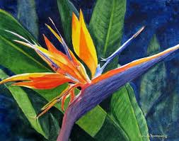 Bird Of Paradise Flower Meaning In Hindi Bird Of Paradise Flower Painting Art Print Of Original Watercolor Reproduction Barbara Rosenzwe Flower Prints Art Paradise Painting Birds Of Paradise Flower