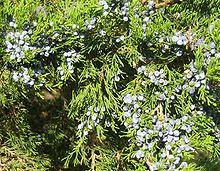 We did not find results for: Juniper Wikipedia