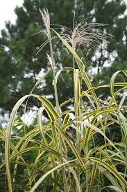 Image result for Miscanthus