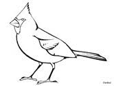 Printable robin bird coloring pages. Bird Coloring Pages