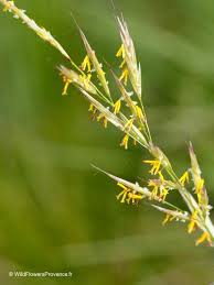 Image result for Hyparrhenia gazensis