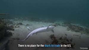 The biting process, named slingshot feeding by the known as mitsukuri sharks in japan, goblin sharks are so called in western nations due to their somewhat alarming appearance: Goblin Shark