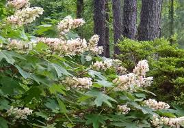 These floriferous shrubs are used extensively in landscape design as colorful accents or specimens, natural hedges and buffers, or in groupings in landscape borders and home foundation plantings. Oakleaf Hydrangea Queen Of The Shade Triangle Gardener Magazine