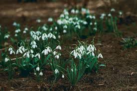 Check spelling or type a new query. How To Plant Spring Bulbs So They Appear Natural