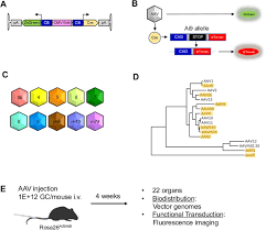 Image result for Gold 1999 AAV
