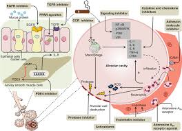 Image result for Medications in COPD Management