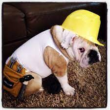 Handydog Bulldog French Bulldog Hard Hat