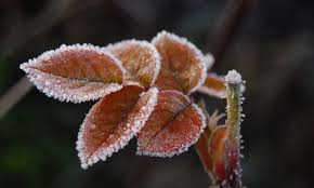 La fonction première du paillis est de protéger les racines qui se trouvent à la base de la plante de tous les effets du froid pendant l'hiver. Conseils Pour Proteger Vos Plantes Du Froid Du Gel Et De L Humidite En Hiver