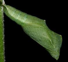 Image result for Tragia okanyua