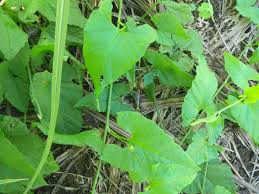 Image result for Convolvulus farinosus