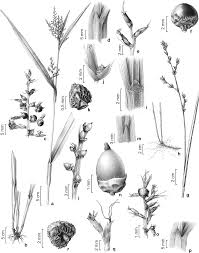 Image result for Scleria foliosa