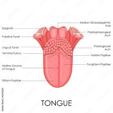 ✓ free for commercial use ✓ high quality images. 8 Best Lingual Tonsil Images Stock Photos Vectors Adobe Stock