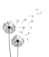 Dandelion Vector Illustration Isolated On White Background Line Art Drawings Flower Drawing Easy Drawings