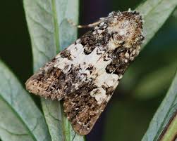 Image result for Hadena compta