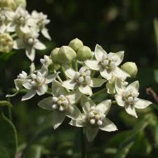 Image result for Marsdenia cynanchoides