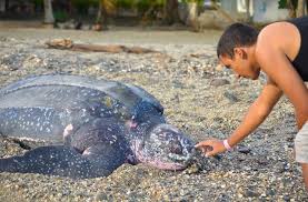 White Wolf Elias Pereira Saves Leatherback Sea Turtle In Grande Riviere Beach Trinidad Photos Turtle Leatherback Sea Turtle