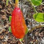 Image result for Capparis cartilaginea