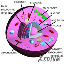 Eh 8270 labeled plant cell diagram for kids. Animal Cell 3d Models For Download Turbosquid
