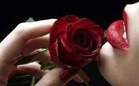 We did not find results for: Beautiful Red Roses Wallpapers Free Download For Desktop Mobile