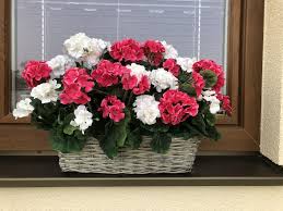 Image result for foto muškáty