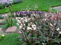 Xfinity Com Search Plant Pictures Plants Garden Landscaping