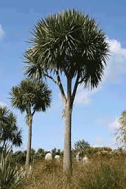 Image result for Cordyline australis